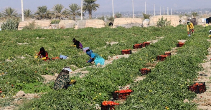 پیش بینی برداشت ۵۸۰ هزار تن گوجه فرنگی در استان بوشهر