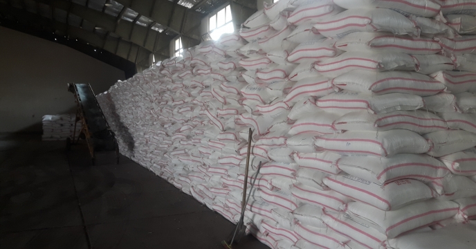 تولید بذر گندم در استان البرز