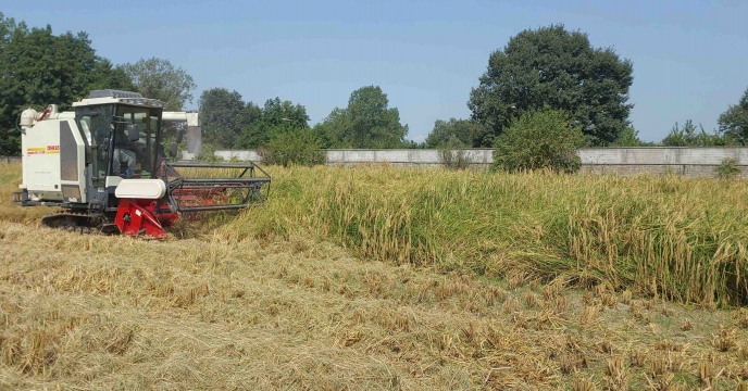  برداشت بذر برنج رقم دم سیاه از زمین زراعی شرکت خدمات حمایتی کشاورزی استان گیلان با آغاز هفته دولت