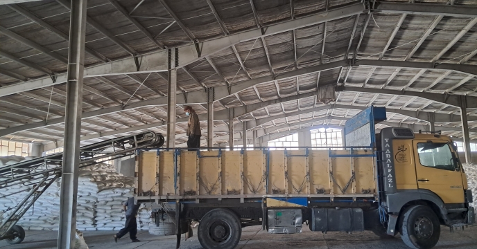 طی نیمه نخست آبان ماه امسال 95 تن کودیارانه ای بین کشاورزان رابر توزیع شد