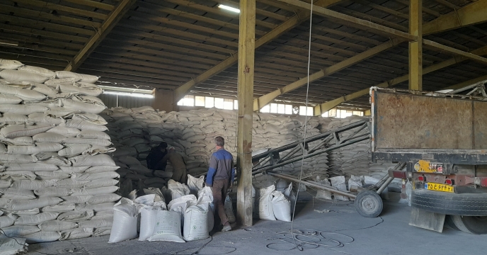 رشد هدفمند توزیع نهاده‌ها توسط شرکت خدمات حمایتی کشاورزی استان همدان در شهرستان همدان