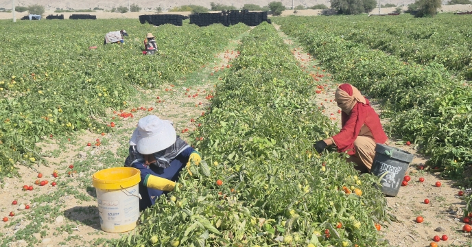 توزیع ۳۵۰ تن کود اوره بین کشاورزان کهورستان،حمایت از کشت گوجه‌فرنگی با حواله الکترونیک
