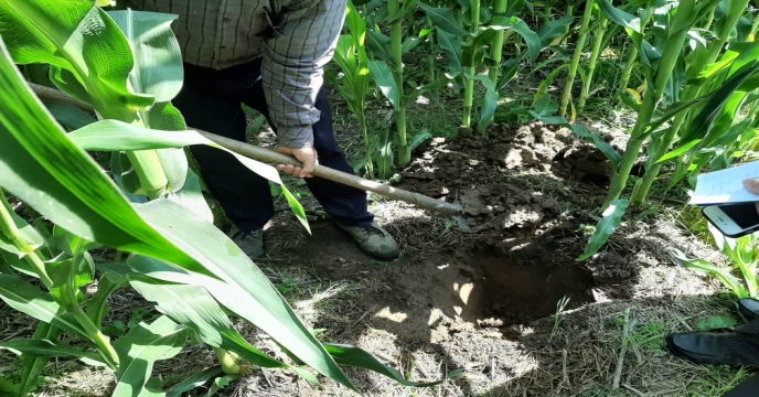 نمونه برداری از خاک و آب مزرعه پایلوت تغذیه گیاهی در استان قزوین