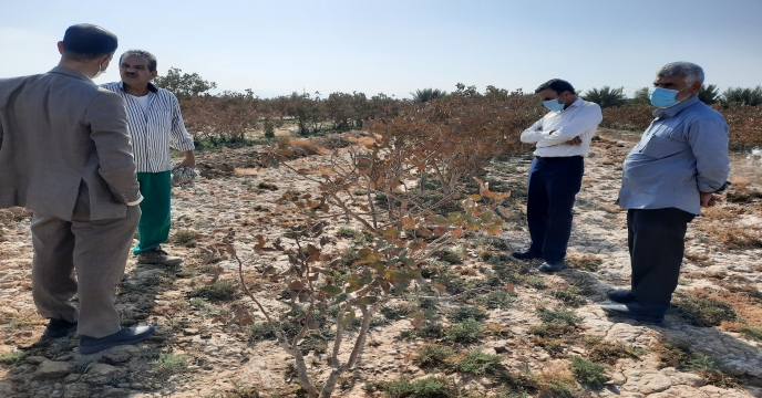 بازدید مدیر شرکت خدمات حمایتی کشاورزی استان یزد از باغات پسته روستای فاضلیه