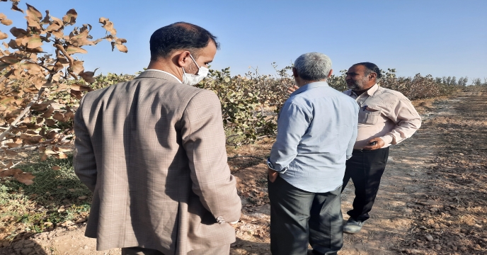 بازدید مدیر شرکت خدمات حمایتی کشاورزی استان یزد از باغات پسته روستای گود گَوَر