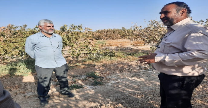 بازدید مدیر شرکت خدمات حمایتی کشاورزی استان یزد از باغات پسته روستای گود گَوَر