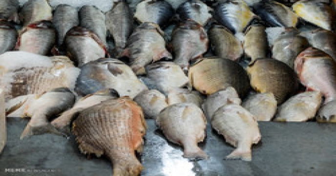 تحویل کودشیمیایی به اتحادیه تعاونی پرورش ماهیان گرمابی البرز