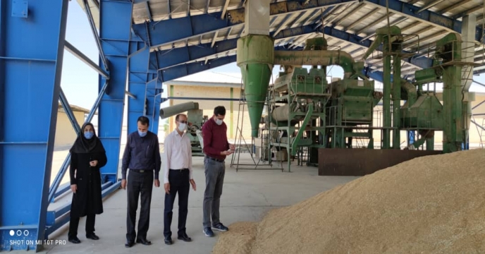 بازدید مدیر فنی و بهبود کیفیت بذر ونهال از مزارع بذر گندم استان چهارمحال و بختیاری