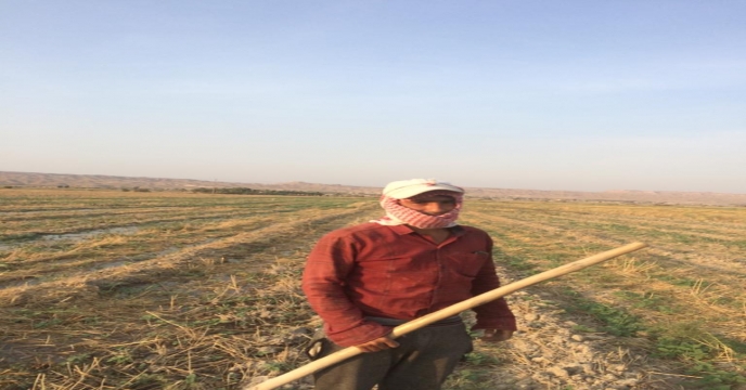 بازدید از مزارع کنجد شهرستان دشتستان 