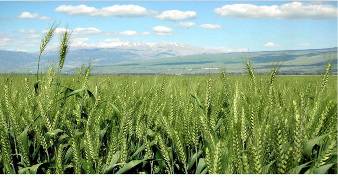 تأمین کود شیمیائی ازته مورد نیاز مزارع گندم و جو در شهرستان شیراز