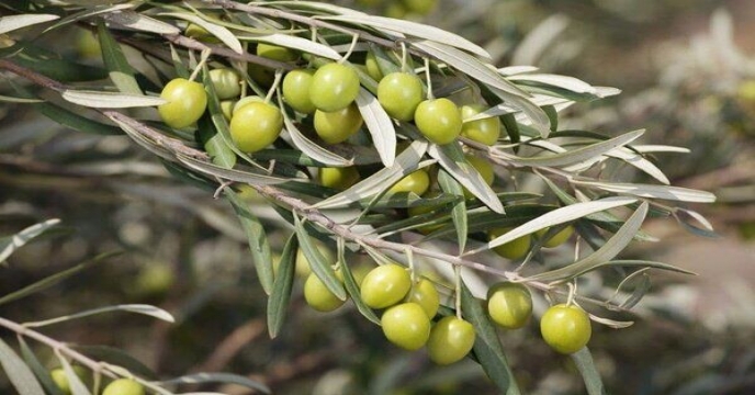 شرکت خدمات حمایتی کشاورزی استان زنجان