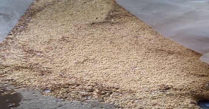 بازدید مدیر فنی و بهبود کیفیت بذر ونهال از بذرو سویای مرغوب خریداری شده مغان