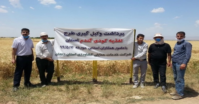 شرکت خدمات حمایتی کشاورزی استان زنجان