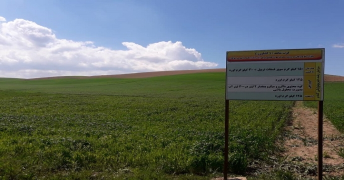 بازدید از طرح پایلوت تغذیه گندم در استان آذربایجان غربی