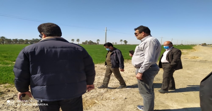 بازدید مدیر فنی و بهبود کیفیت بذر ونهال از مزارع گندم ایرانشهر  سیستان و بلوچستان