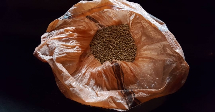 بازدید مدیر فنی و بهبود کیفیت بذر ونهال از بذرو سویای  مادری  خریداری شده مغان