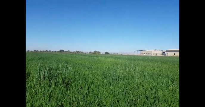بازدید مدیر فنی و بهبود کیفیت بذر ونهال از مزارع گندم ایرانشهر  سیستان و بلوچستان