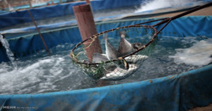 تحویل سهمیه کود شیمیایی به نماینده پرورش دهندگان ماهیان گرمابی