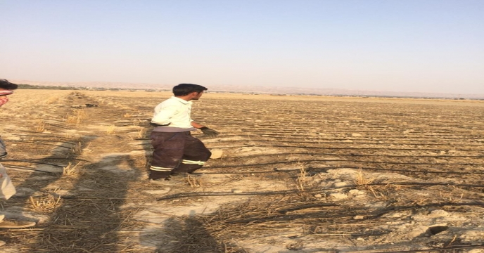 آغاز کشت گیاه دارویی سیاه دانه در دشت بوشکان واقع در شهرستان دشتستان