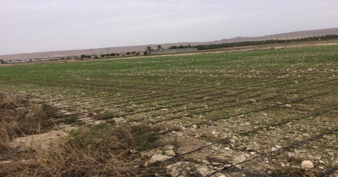 بازدید از مزارع گندم شهرستان دشتستان