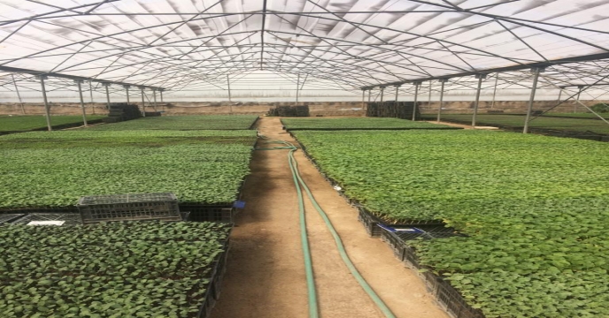 بازدید مدیر شرکت خدمات حمایتی کشاورزی استان بوشهر از گلخانه تولید نشاء در بخش ارم و بوشکان