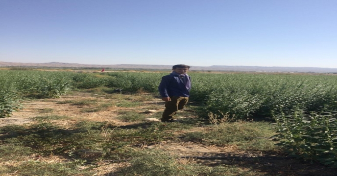  بازدید از مزارع کنجد شهرستان دشتستان