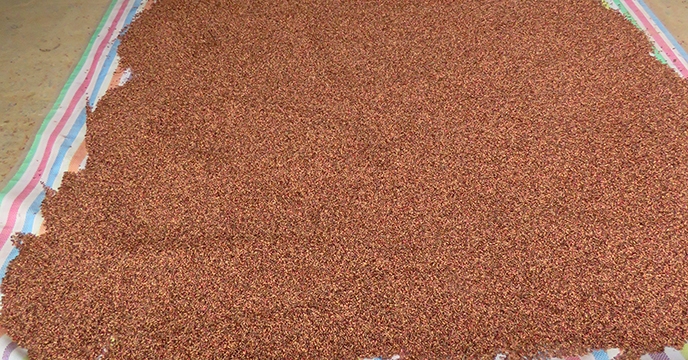 همدان یکی از استانهای طرح پایلوت تغذیه گیاهی گندم در کشور  
