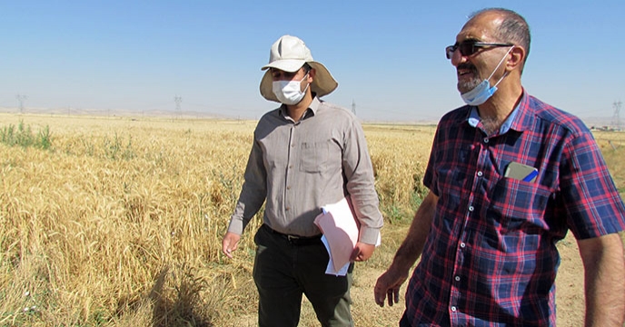 طرح پایلوت تغذیه گیاهی گندم در استان همدان