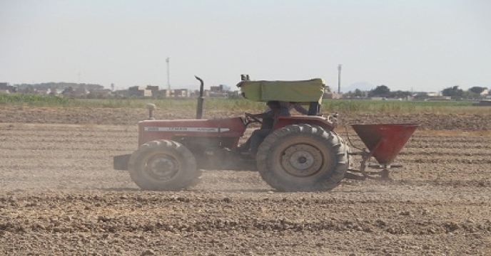 عملیات کاشت مزرعه کلزا طرح الگویی تغذیه گیاهی 