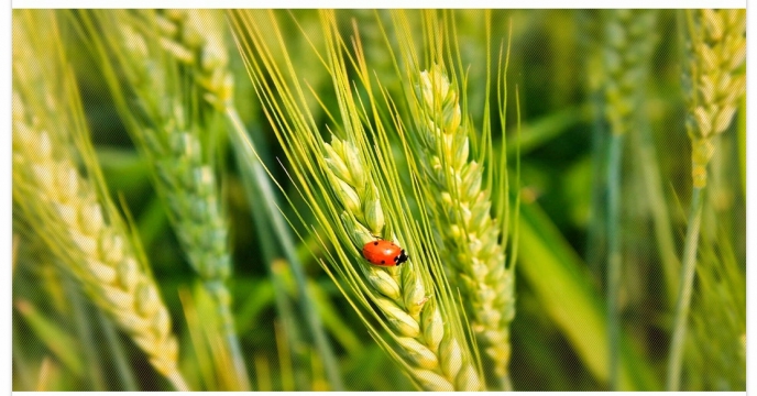 تأمین کود شیمیائی ازته مورد نیاز مزارع گندم و جو در شهرستان اقلید