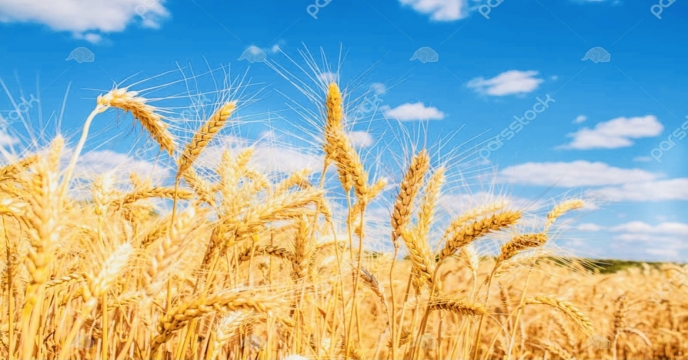 توزیع کود در سطح 48333 هکتار مزارع گندم در شهرستان شیراز در سال 99