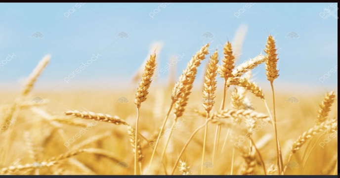 توزیع کود در سطح 43711 هکتار مزارع (گندم، جو و کلزا) در شهرستان کازرون در سال 99