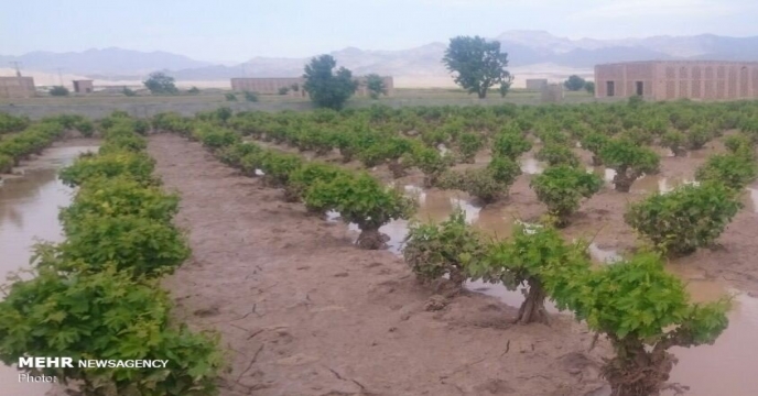پرداخت خسارت سیل به کشاورزان البرزی