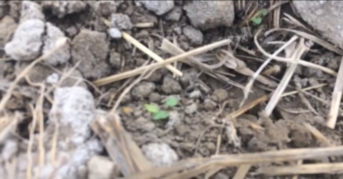 بازدید مدیر شرکت خدمات حمایتی کشاورزی استان بوشهر از مزارع کشت گیاه سیاهدانه در دشت بوشکان