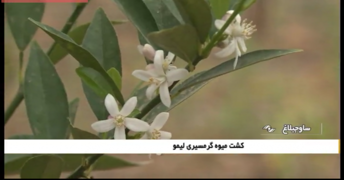 کشت میوه گرمسیری لیمو در استان البرز 