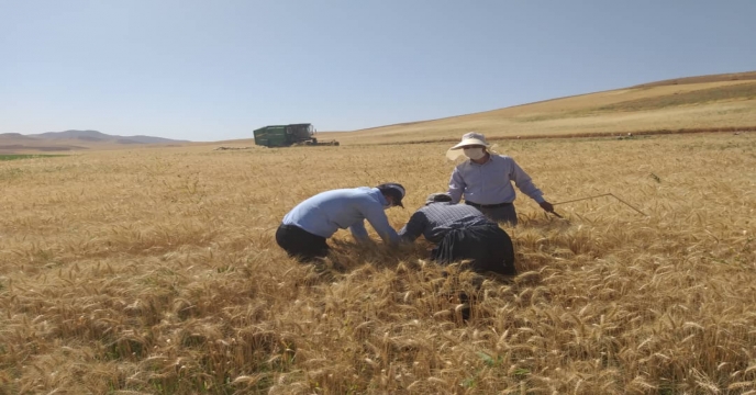 بازدید رئیس اداره تولید بذر استان از طرح پایلوت تغذیه گیاهی در شهرستان بوکان