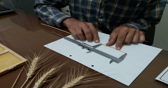 محاسبه و اندازه گیری تعداد دانه در خوشه گندم در مزرعه طرح پایلوت تغذیه گیاهی – استان مرکزی