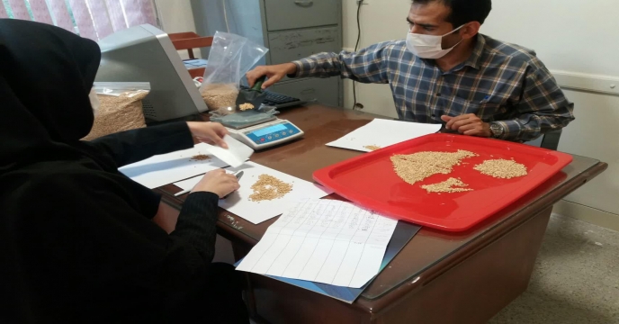 محاسبه و اندازه گیری تعداد دانه در خوشه گندم در مزرعه طرح پایلوت تغذیه گیاهی – استان مرکزی