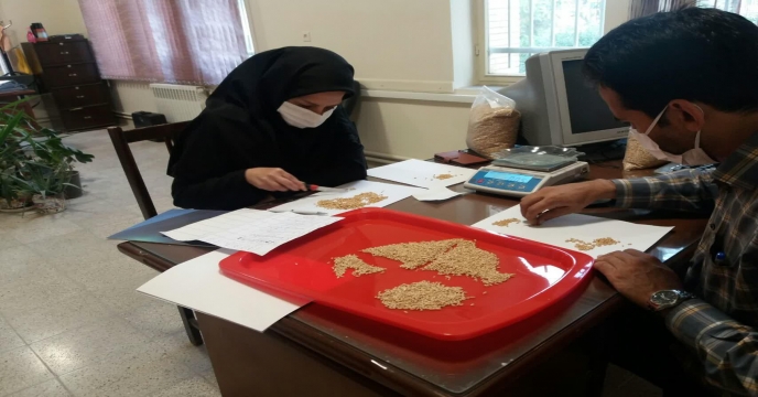 محاسبه و اندازه گیری تعداد دانه در خوشه گندم در مزرعه طرح پایلوت تغذیه گیاهی – استان مرکزی