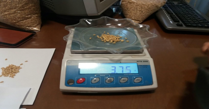 محاسبه و اندازه گیری تعداد دانه در خوشه گندم در مزرعه طرح پایلوت تغذیه گیاهی – استان مرکزی