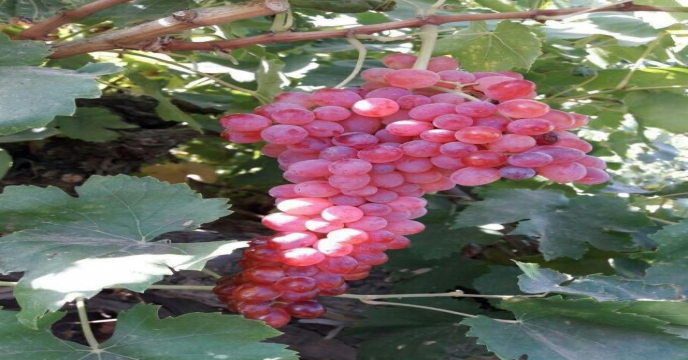 تامین و توزیع 10105 تن انواع کود به شهرستان اراک و حومه در هفت ماهه سال جاری