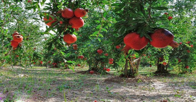 ۴۸۰ هزار تن محصول از باغات استان مرکزی برداشت شد