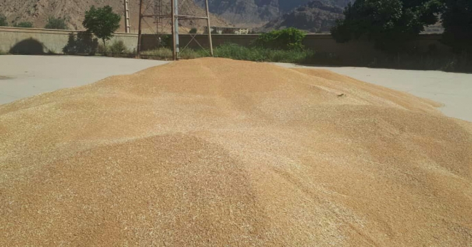 بازدید کارشناس و تکنسین ماشین آلات بوجاری استان مرکزی از خطوط بوجاری تولید بذر استان لرستان