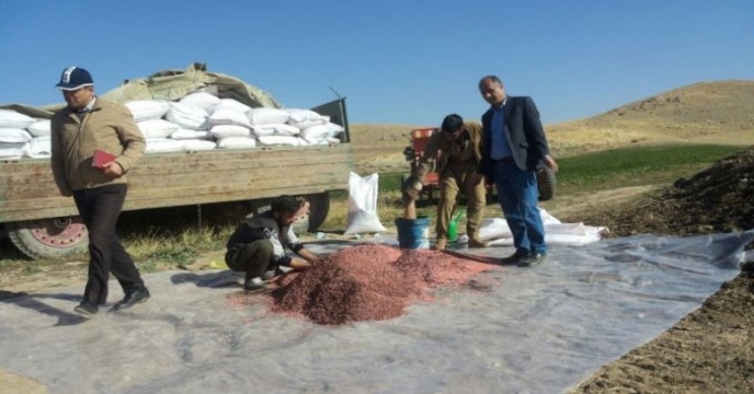 کشت مزرعه پایلوت تغذیه گندم در آذربایجان غربی