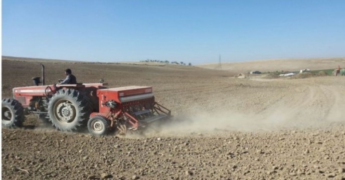 کشت مزرعه پایلوت تغذیه گندم در آذربایجان غربی