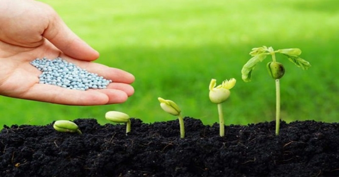 تامین بیش از563 تن انواع کود فسفات در آبان ماه سال جاری