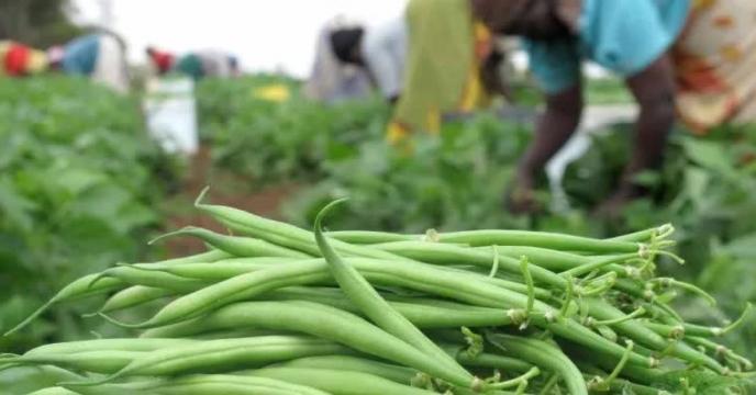 توزیع بیش از127 تن انواع کود کشاورزی یارانه ای به شهرستان خمین و حومه – بهمن ماه 1404