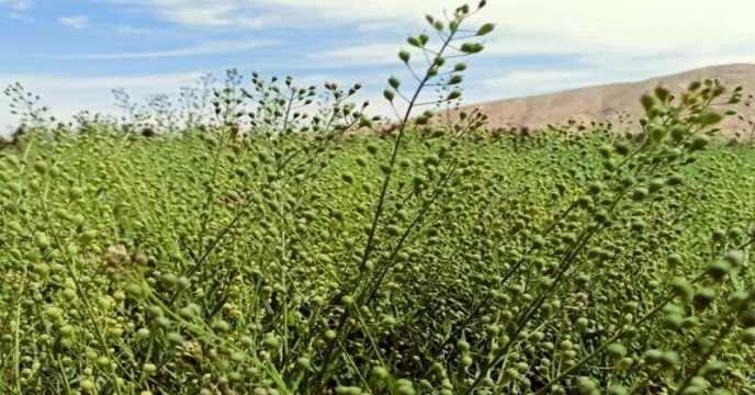 مقدار 230تن گیاه کاملینا در استان مرکزی برداشت شد .