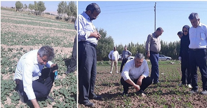 حضور مهندس مهاجر مشاور محترم وزیر و مجری طرح دانه های روغنی در آذربایجان غربی