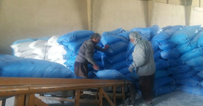 توزیع کود اوره در شرکت تعاونی آزادی خشکرود شهرستان ساوه